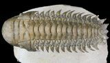 Flying Crotalocephalina Trilobite - Huge Specimen #43550-2